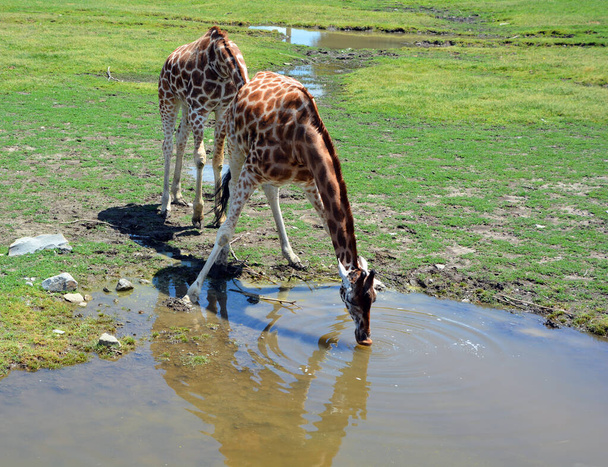 A girafa (Giraffa camelopardalis) é um mamífero africano ungulado, o mais alto de todas as espécies animais terrestres existentes, e o maior ruminante.. - Foto, Imagem