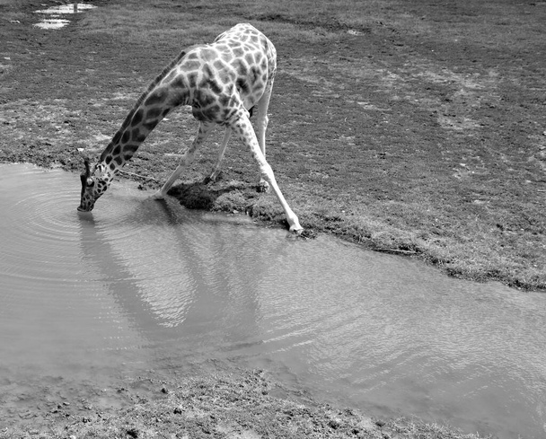 La girafe (Giraffa camelopardalis) est un mammifère ongulé à doigts pairs africain, le plus grand de toutes les espèces animales terrestres existantes, et le plus grand ruminant. - Photo, image