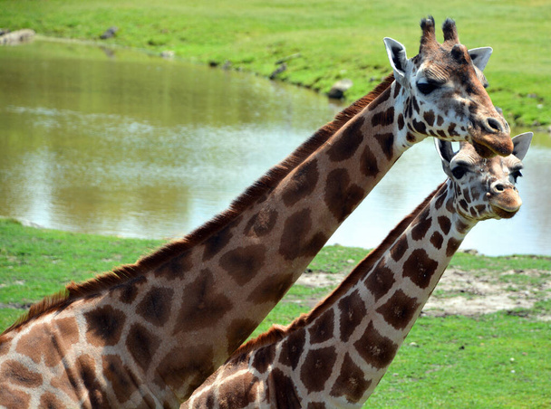 Жираф (Giraffa camelopardalis) - африканський негустий ссавець, найвищий з усіх видів наземних тварин і найбільший журавель.. - Фото, зображення