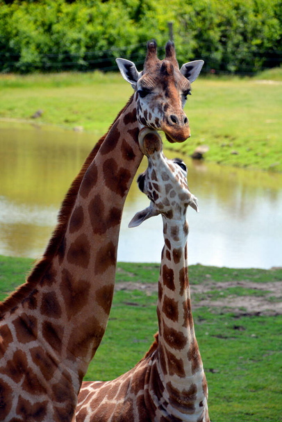 La jirafa (Giraffa camelopardalis) es un mamífero ungulado de dedos uniformes africano, la más alta de todas las especies de animales terrestres existentes, y el rumiante más grande.. - Foto, imagen