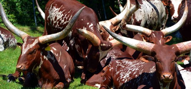 Ankole-Watusi is een modern Amerikaans runderras. Het stamt af van de Ankole groep van Sanga runderrassen in Centraal Afrika. Het wordt gekenmerkt door zeer grote hoorns. - Foto, afbeelding