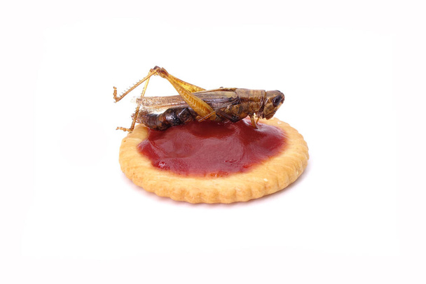Печенье с хрустящими съедобными насекомыми: Кузнечик. Идеи для празднования Хэллоуина. Съедобные насекомые, другие природные источники питательных веществ. Экзотическая еда, термоядерная еда. Энтомофагия. Isolated - Фото, изображение