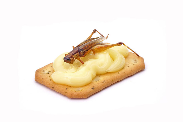 Biscuits topping with Crispy eatable insects : Grasshopper. Ideas for celebrate Halloween party. Edible insects, other natural sources of nutrients. Exotic food,fusion food. Entomophagy. Isolated - Fotoğraf, Görsel