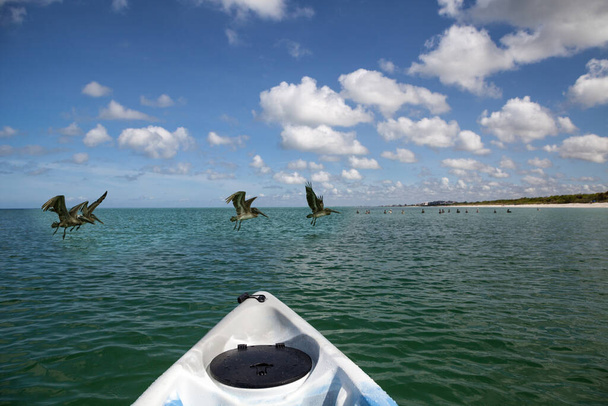Laivue pelikaaneja Pelecanus occidentalis edessä Kayak kristallinkirkas merivesi Delnor Wiggins State Park Napoli, Florida - Valokuva, kuva