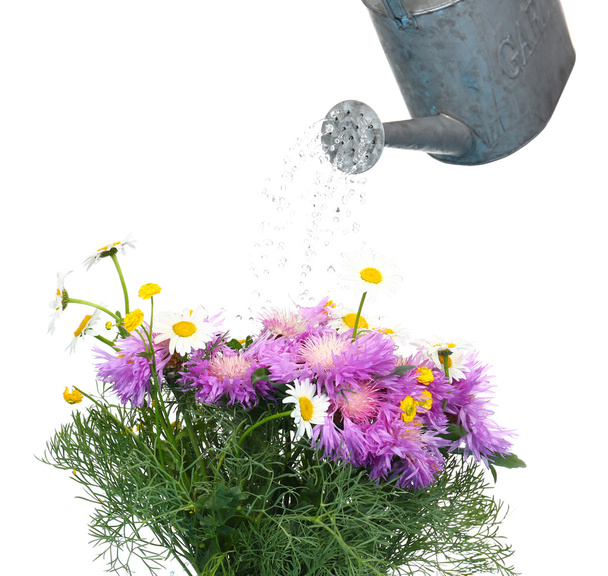 Water can watering flowers isolated on white - Valokuva, kuva