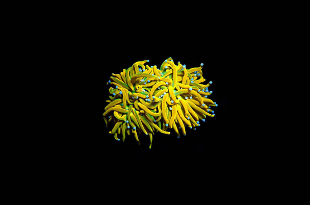 Eristetty harvinainen 24k kultainen taskulamppu LPS koralli - Euphyllia Glabrescens - Valokuva, kuva