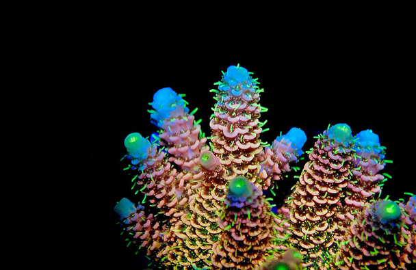 Acropora millepora πολύχρωμο κοράλλι sps σε μαύρο φόντο - Φωτογραφία, εικόνα