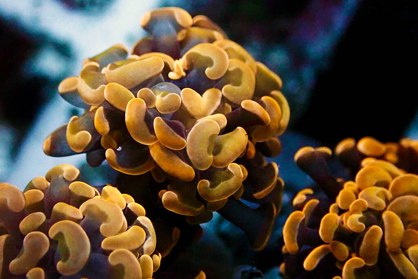 Euphyllia cristata - Coral pedregoso grande en forma de uva - Foto, Imagen