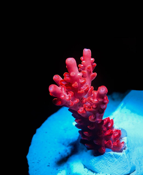 Acropora tenuis πολύχρωμα κοράλλια sps είναι διάσημη στο χρηματιστήριο σε όλο τον κόσμο - Φωτογραφία, εικόνα