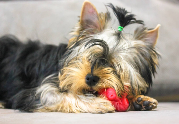 Cute little Yorkshire Terrier puppy with tail on head chewing on red toy on gray couch. The dog in a funny pose and playful mood close-up. Funny doggie with open mouth and white teeth in living room.  - Photo, Image
