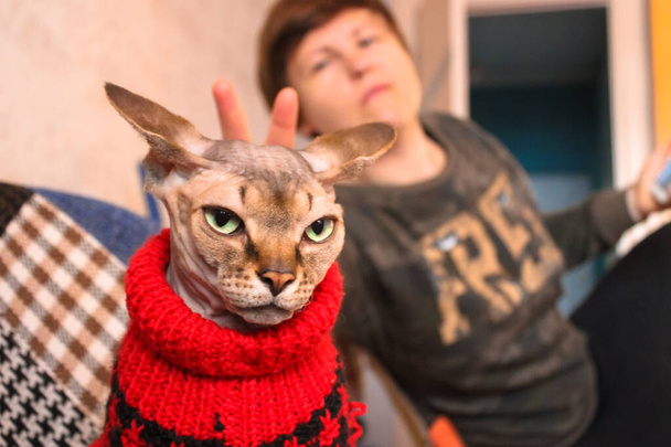Rakastajatar laittaa sarvet vakavaan kanadalaiseen Sphynx-kissaan punaisessa neulotussa villapaidassa. Ihmisten ja lemmikkien välinen suhde. Epätavallinen allergiatestatut eläimet kotona. Laadukas kuva - Valokuva, kuva
