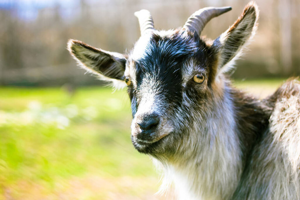A domestic black white American Pygmy. Portrait of a goat with long horns and yellow eyes against a background of green meadow grass on a sunny summer day. Animals on a farm. Warm cinematic filter. - Photo, Image