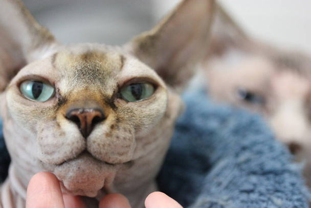 Piękny kanadyjski kot Sphynx z zielonymi oczami uśmiecha się bezpośrednio do aparatu. Ulubiony portret łysego kota w środowisku domowym. Hipoalergiczne zwierzaki. Kaganiec zabawnego sfinksa kota zbliżenie. - Zdjęcie, obraz