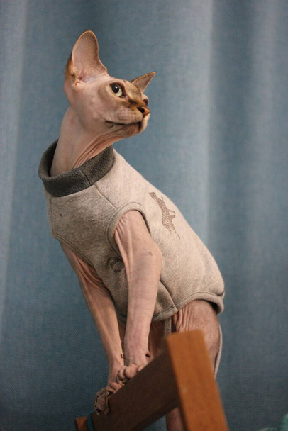 Portret pięknego, poważnego kota kanadyjskiego Sphynx z wielkimi zielonymi oczami w szarej bluzie. Ciepłe ubrania dla bezwłosych zwierząt, zwierzęta domowe na zimną jesień, sezon zimowy. Kitty pozuje na krześle. - Zdjęcie, obraz
