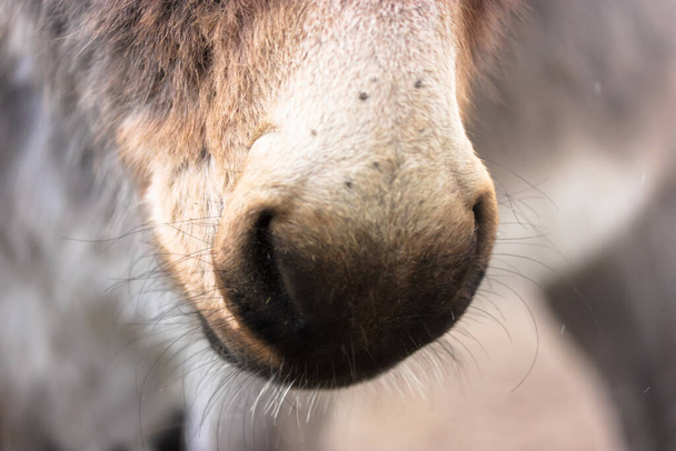 Le museau d'un âne domestique brun gros plan. Mignon nez d'âne avec moustache. Élevage, bétail, animaux de compagnie à la ferme. Filtre cinématographique jaune. Texture des poils d'âne. - Photo, image