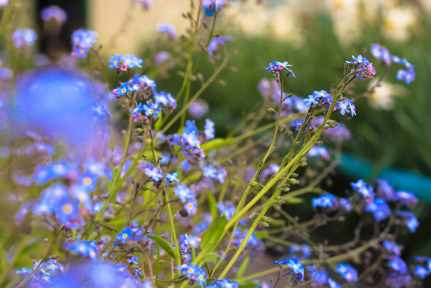Hermosas flores que no me olvidan (Myosotis scorpioides). Encantador azul de cinco pétalos florece en primavera. Plantas con flores en el jardín, macizo de flores. Flores silvestres nativas en el jardín con flores. Plantas cuidado.  - Foto, imagen