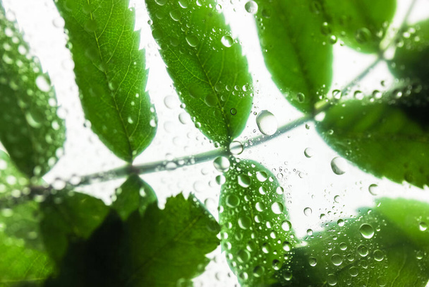 Το φόντο των ανοιχτόχρωμων πράσινων φύλλων πίσω από ένα ποτήρι με άφθονο νερό ή σταγόνες δροσιάς πάνω του μετά τη θερινή βροχή. Φυλλώματα σε ελαφρύ φόντο. Δάσος βροχής, θέμα φύσης. Βροχερή εποχή την άνοιξη ή το καλοκαίρι. - Φωτογραφία, εικόνα