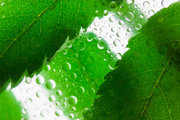 Achtergrond van helder groene bladeren achter een glas met veel water of dauw druppels op het na de zomer regen. Loof op een lichte achtergrond. Regenwoud, natuurthema. Regenseizoen in de lente of zomer. - Foto, afbeelding