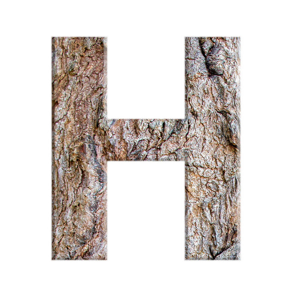 alphabets from bark tree isolated on white background : letter H - Valokuva, kuva