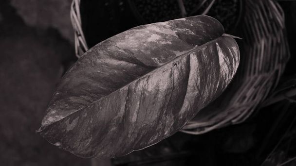 Close up folha de epipremnum pinnatum variegated plantas verdes conceito monotone. - Foto, Imagem
