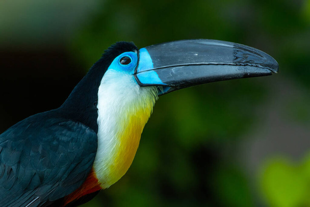Le toucan à bec de canal ferme (Ramphastos vitellinus) couleurs vives de près en regardant vers le haut sur une branche en Amérique du Sud. - Photo, image
