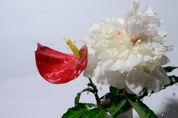 piękny piwonia z anthurium kwiaty na jasnym tle, widok z bliska  - Zdjęcie, obraz
