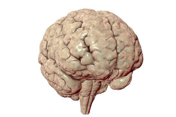 Анатомічна модель людського мозку ізольована на білому тлі, реалістична 3d ілюстрація
 - Фото, зображення