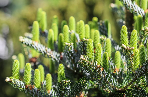 Korean fir branches with young cones in a spring garden - Фото, зображення