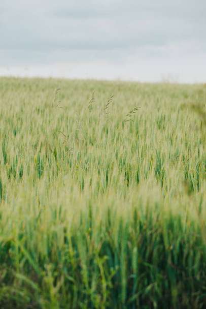 A gyönyörű függőleges tapéta zöld mező - Fotó, kép