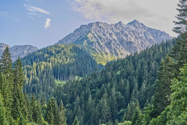 A beautiful landscape with fir trees forest on mountains - Foto, afbeelding