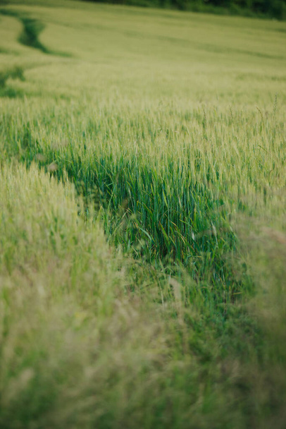 The beautiful wallpaper of footpath through green field - Fotó, kép