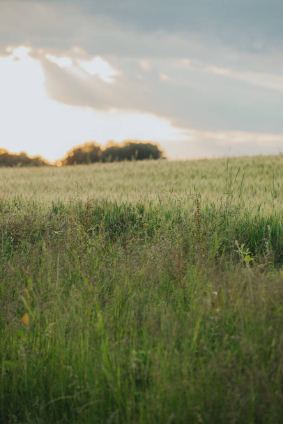 The green field at the beautiful sunset - Valokuva, kuva