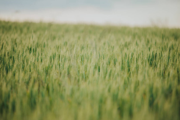 The beautiful background of the green field against the sky - Valokuva, kuva