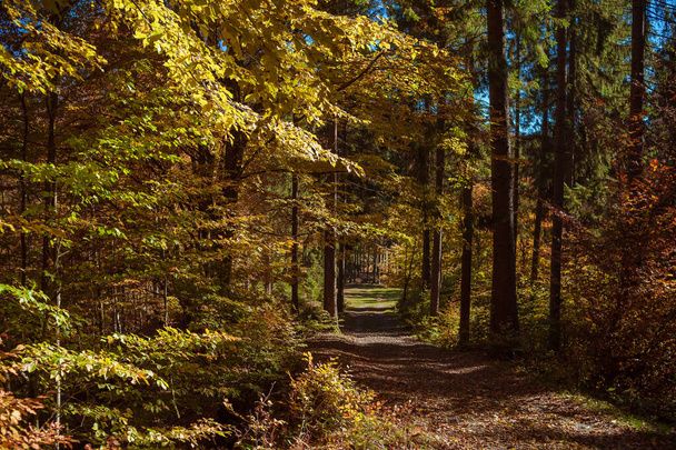 forest glade in sunny autumn day. - Zdjęcie, obraz