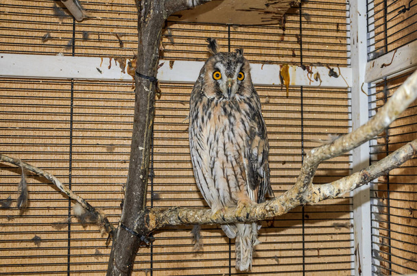 Long-eared owl in a cage - Фото, изображение