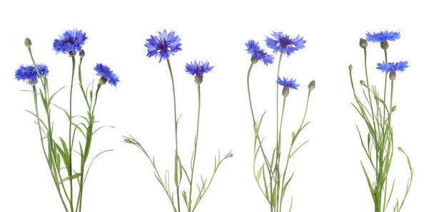 Set with beautiful blue cornflowers on white background. Banner design - 写真・画像