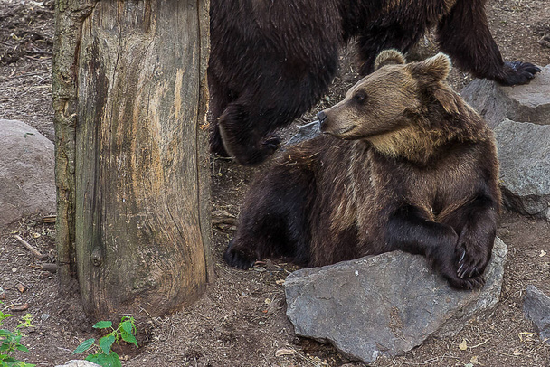 El oso de peluche yace en las rocas cerca del árbol. El oso pardo euroasiático (Ursus arctos) es el mayor depredador. Vive en bosques, matorrales, pastizales y humedales. - Foto, Imagen