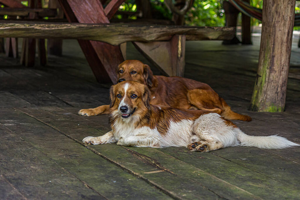 Два дворняги лежат на деревянном полу в мангровых зарослях в дельте Ориноко. Домашняя собака (Canis familiaris или Canis lupus familiaris) является членом ордена Плотоядных. Это наземный хищник. - Фото, изображение