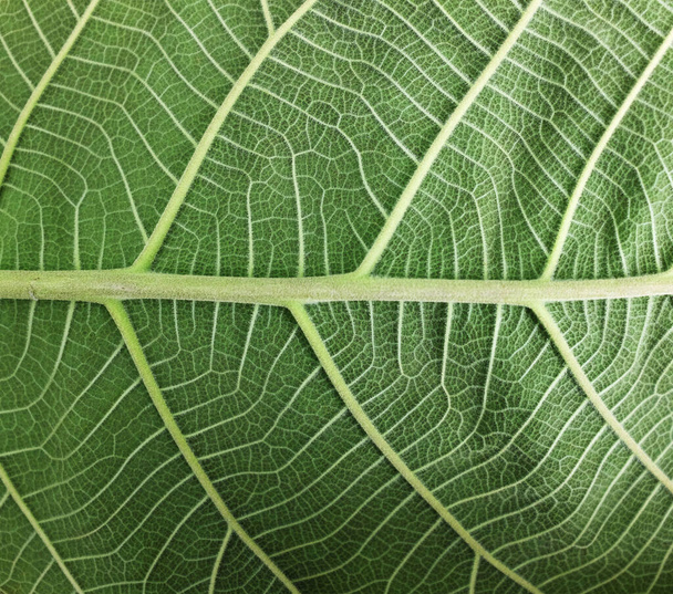 feuille verte texturée gros plan. Texture de fond extrême des nervures de feuilles vertes - Photo, image