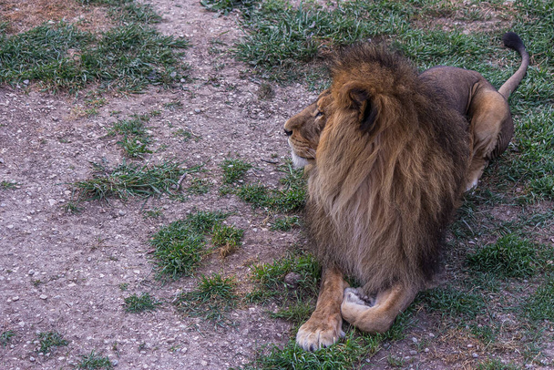 Wielki potężny lew leży na ziemi w trawie i rozgląda się dookoła. Lew (Panthera leo) żyje na łąkach, sawannach i gęstych lasach. To wrażliwy gatunek.. - Zdjęcie, obraz
