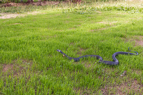 Uma cobra não venenosa rasteja na grama verde baixa, salientando sua língua bifurcada. É Natrix Natrix (erva, anelada ou cobra de água). É frequentemente encontrado perto da água e alimenta-se de anfíbios.. - Foto, Imagem