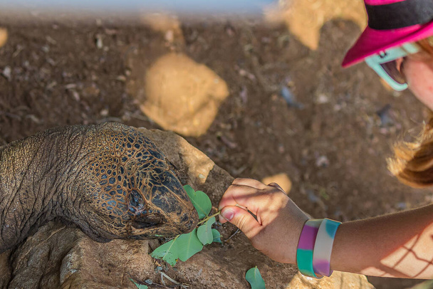 La niña alimenta a una tortuga elefante grande (Chelonoidis elephantopus) con una rama con hojas. También se conoce como C. nigra, Galápagos o complejo de tortugas gigantes. Es una especie vulnerable.. - Foto, Imagen