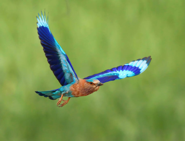 Wspaniały ptak Indian roller startu  - Zdjęcie, obraz