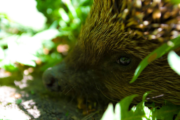 Cute little dwarf hedgehog Looking for something to eat - Foto, Imagen