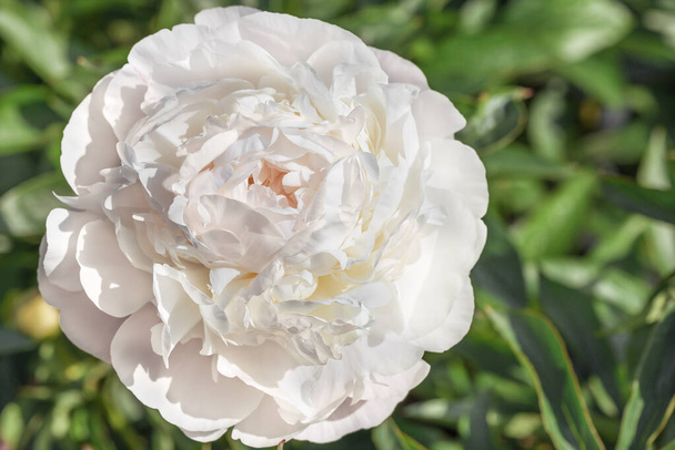 Peônias brancas duplas impressionantes com uma tonalidade rosa delicada. - Foto, Imagem