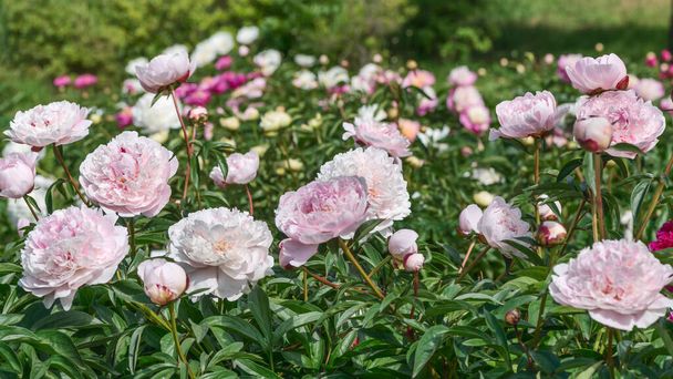 A fragment of a beautiful flower bed. Peonies are very beautiful due to their lush colors: from pastel to bright colors with double petals and a persistent, rich aroma. - Photo, Image