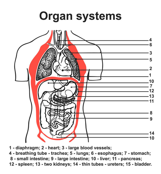 Human body organ systems detailed chart for anatomy presentation. Scalable vector illustration. Medical detailed poster internal organs of man. Lungs, heart, stomach, intestines, kidneys, bladder - Vector, Image