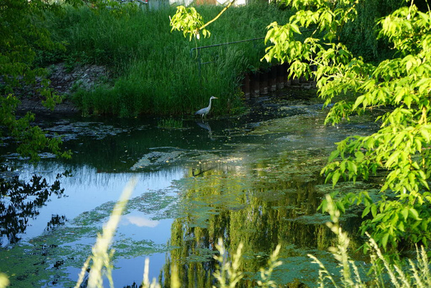 Heron in the water of the Wuhle river in June. The grey heron, Ardea cinerea, is a long-legged predatory wading bird of the heron family, Ardeidae. Berlin, Germany  - Fotó, kép