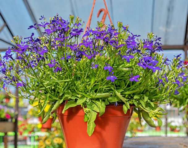 Close-up of a planter with blue lobelia standing on a counter in a garden store - Photo, Image