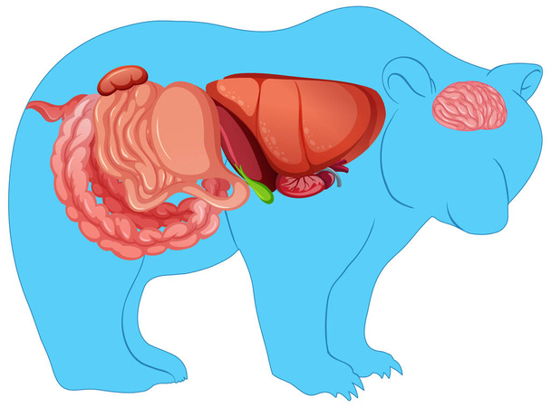 Анатомія дикого ведмедя ізольована ілюстрація
 - Вектор, зображення